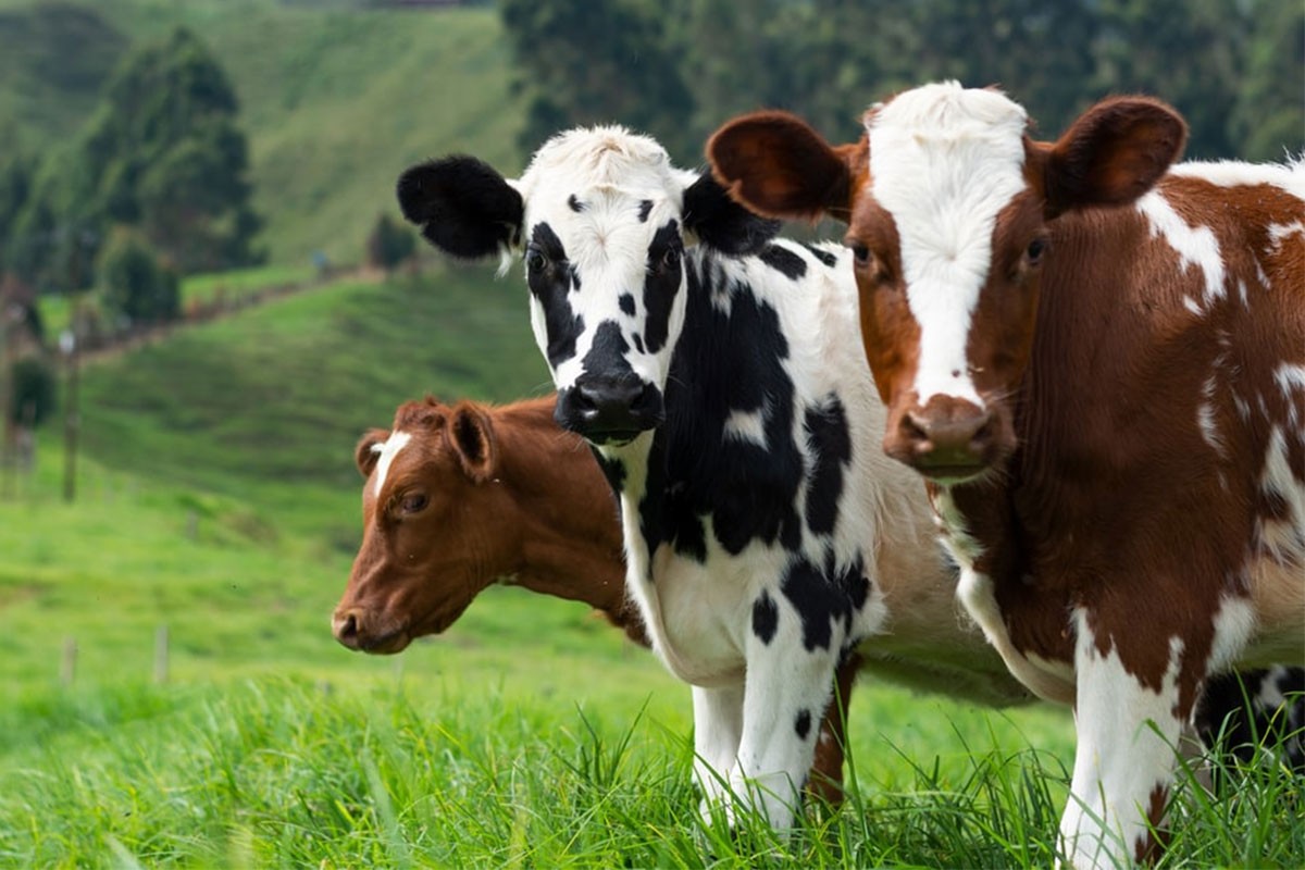 Ukrali krave sa ispaše