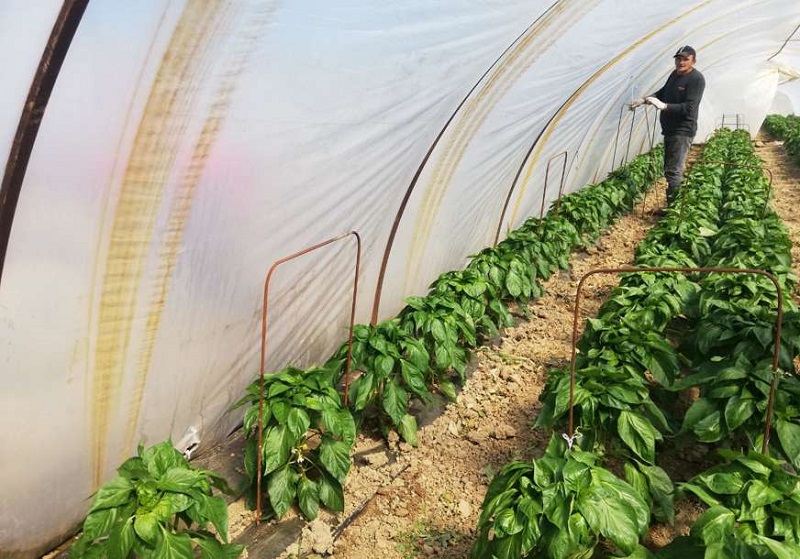 Semberija: Povrće kasni na trpezu, uvoz zadaje glavobolju