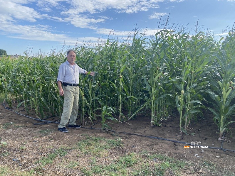 Ima li spasa za kukuruz u Semberiji: Na dvije susjedne parcele razlika 80 odsto (FOTO)
