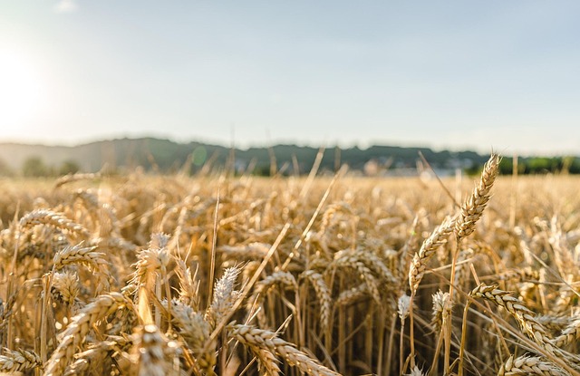 Prirodni izvor kolagena: Nutritivna žitarica koja podmlađuje kožu i jača tijelo