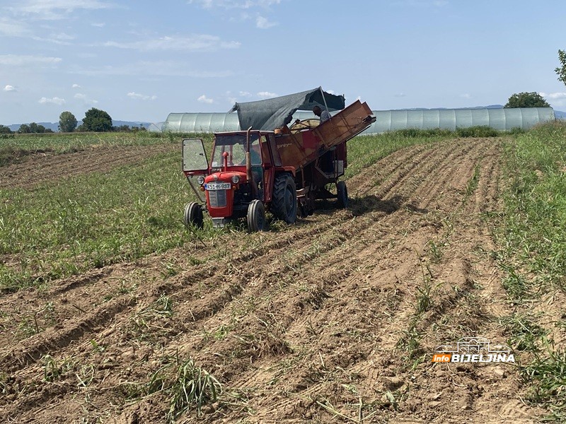 U Semberiji počelo vađenje industrijskog krompira: Hoće li ova godina nadoknaditi prošlogodišnju katastrofu?
