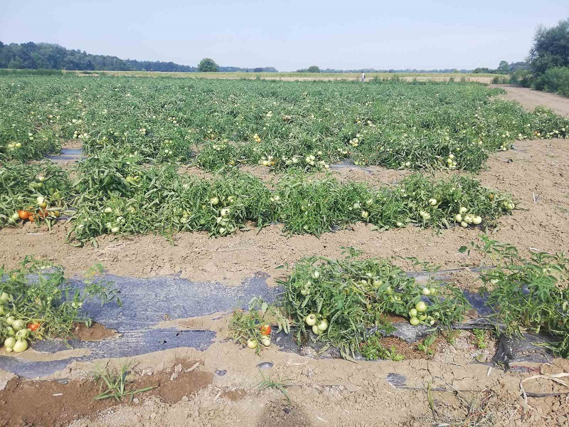 GLAVOBOLJA ZA SEMBERSKE POLJOPRIVREDNIKE Suša ubire ljetinu