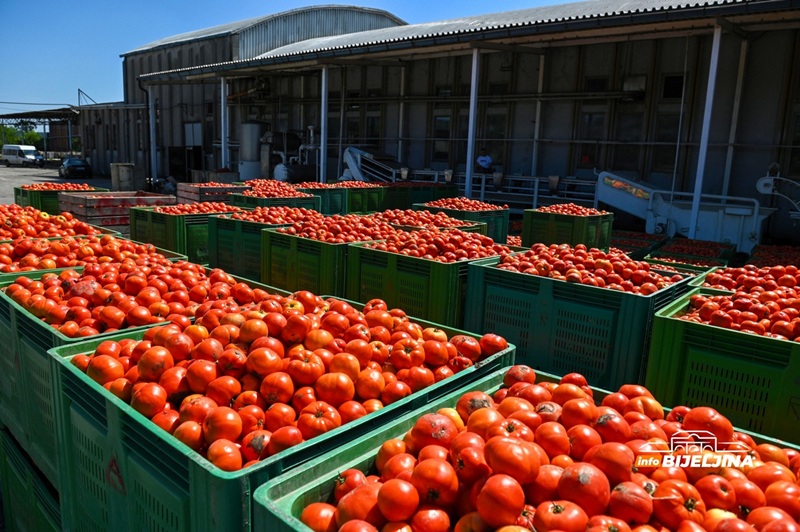 Ovaj trik otkriva da li je paradajz pun pesticida: Evo šta prvo da pogledate! /VIDEO/