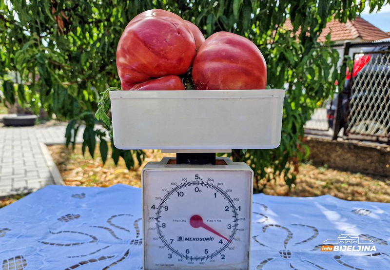 U Janji kod Bijeljine rodio paradajz težak 1,660 kg (FOTO)