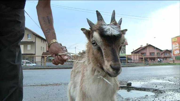 Bijeljina: Kralj - jare sa četiri roga