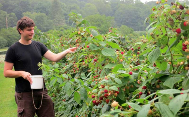 Maline i jagode nema ko da bere