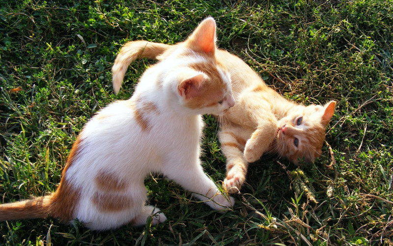 Kako dovesti novu mačku u kuću?