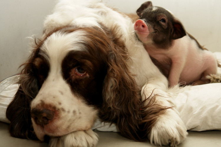 Zanimljiva situacija u Crnoj Gori: Kuca doji prasiće