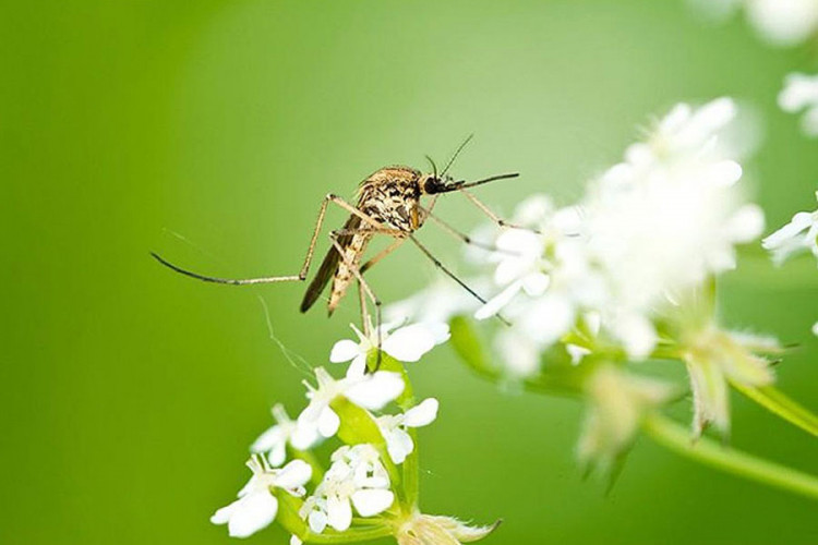Biljke koje tjeraju komarce