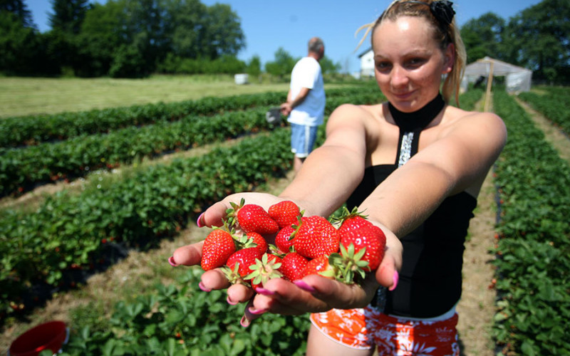Po vrućini beru jagode za mizernu dnevnicu, a među njima ima i budućih naučnika