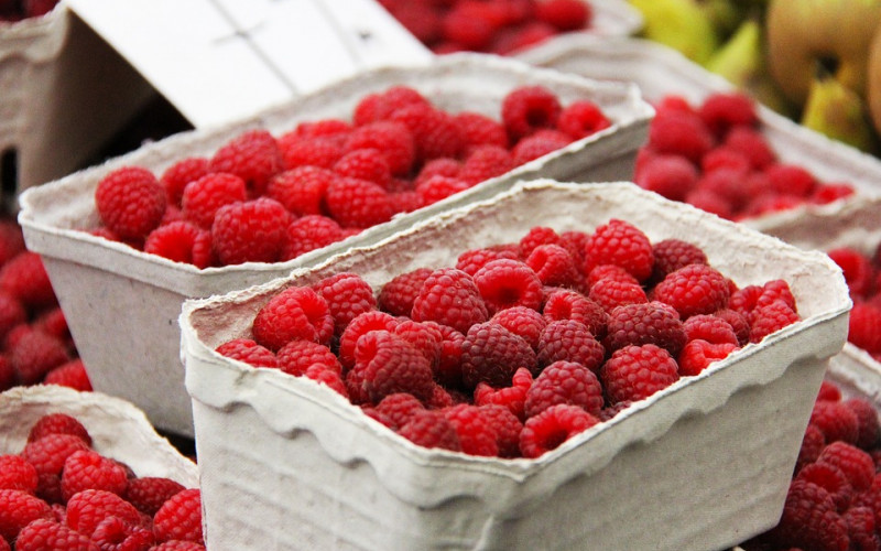 Berba maline u Semberiji