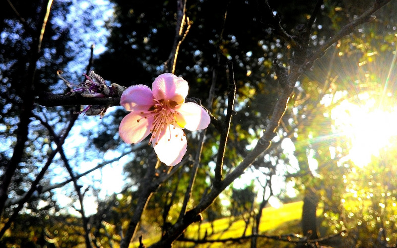 Danas sunčano i toplo, do 36 stepeni Celzijusovih