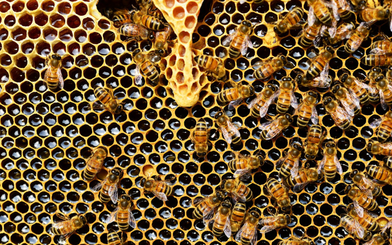 Nevjerovatno otkriće: Pčele posjeduju matematičku sposobnost