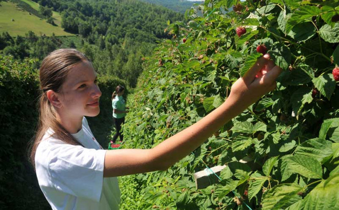 Maline u hladnjači, cijena ni na vidiku