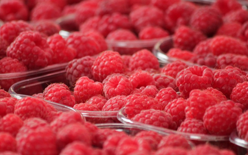 Kiša otežava berbu maline - cijena neizvjesna