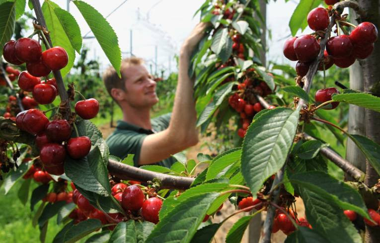 Bolnice pune berača trešanja