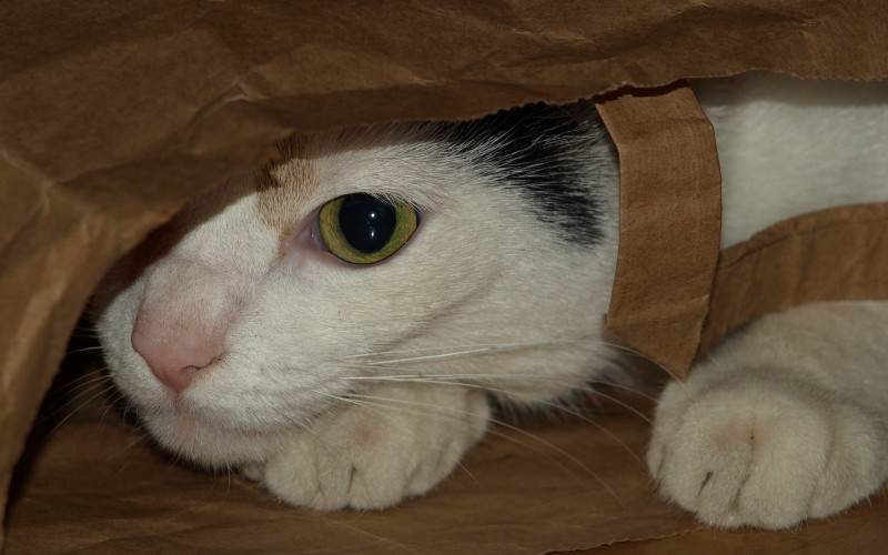 Zbog čega mačke ne vole vodu?