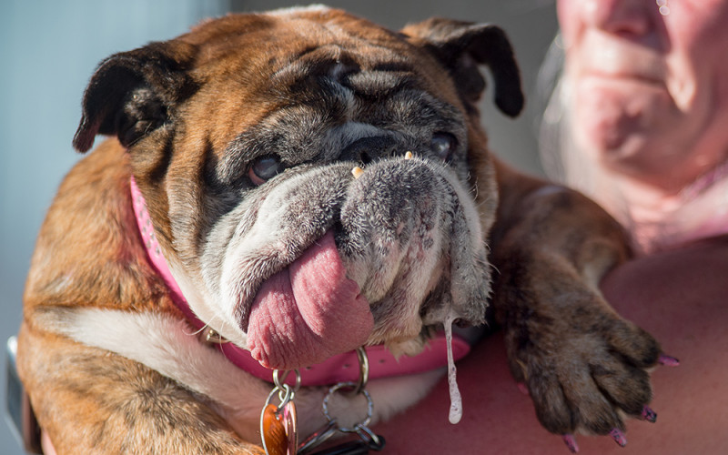 Najružniji pas na svijetu