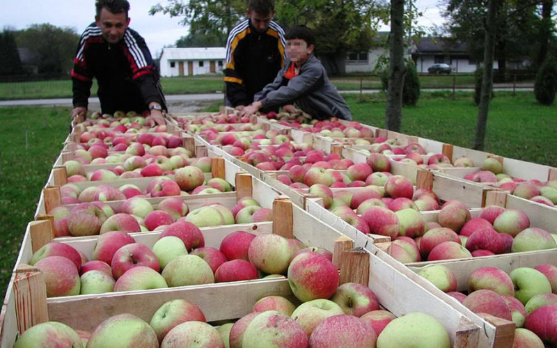 Ministarstvo poljoprivrede RS: Očekuje se deblokada izvoza jabuka u Rusiju