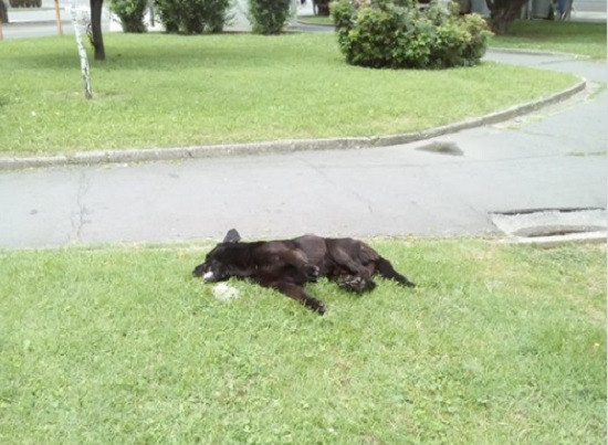 Otrovani psi, gradski menadžer najavljuje krivične prijave