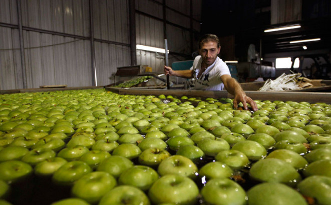 Tegle pune domaćim voćem i povrćem
