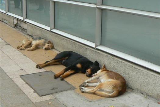 Krivična prijava protiv nepoznatog trovača pasa i mačaka