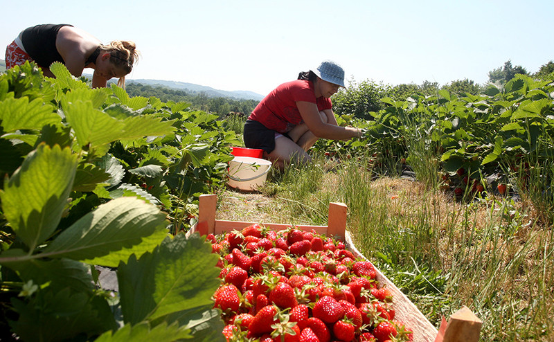 Za radove u polju dnevnica do 50 maraka
