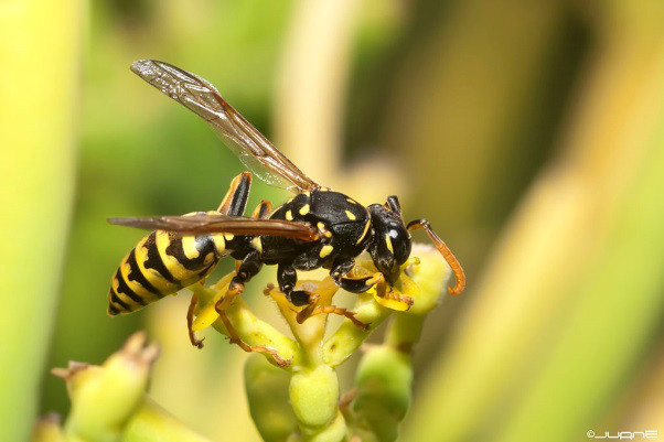 Nova, zastrašujuća vrsta osice otkrivena u Amazoniji