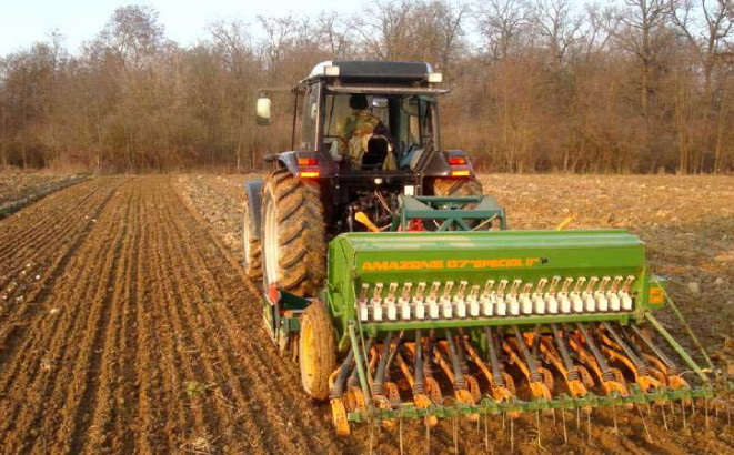 Pšenica još na njivama, kiša uništava zrno