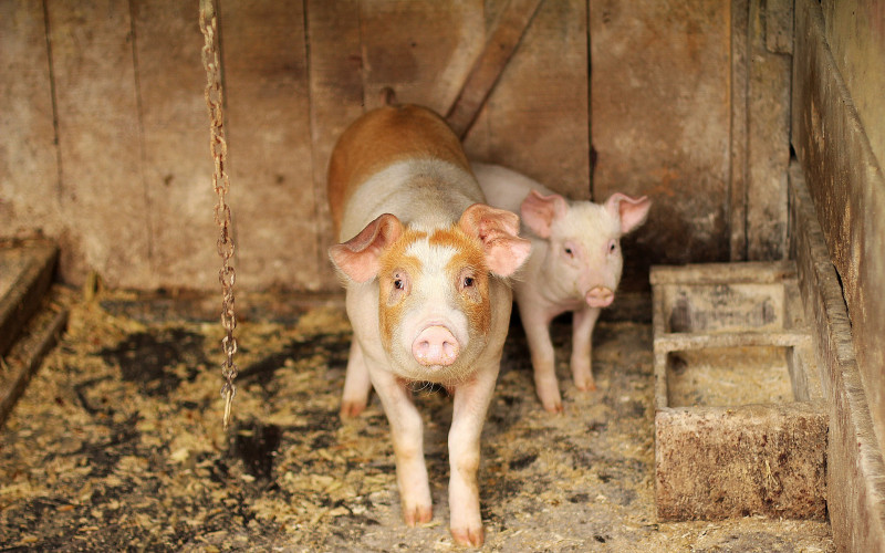 U Srpskoj drastično pala proizvodnja svinjskog mesa