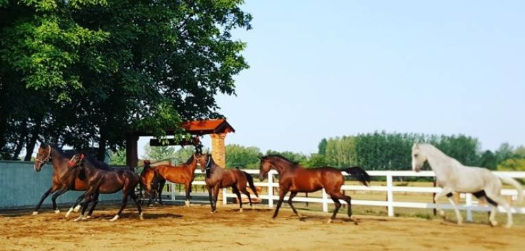 Zašto je jahanje dobro za zdravlje?