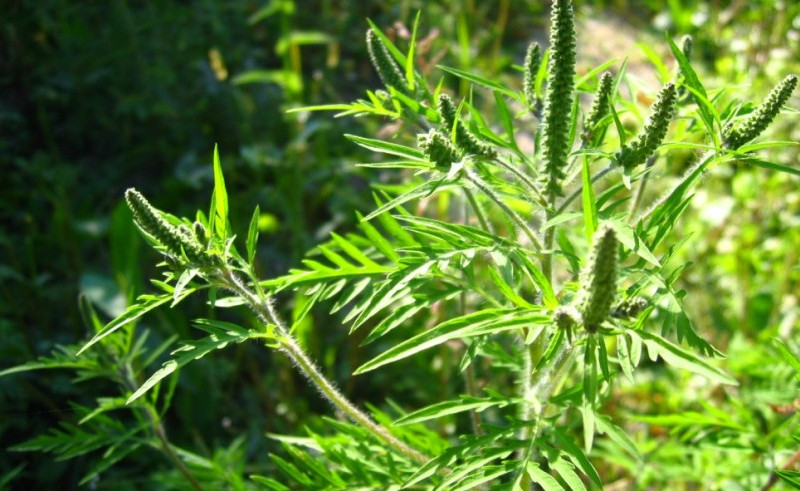 Bijeljina: Sve veći broj alergijskih reakcija na ambroziju