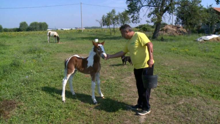 Neobično šareno ždrijebe Sember