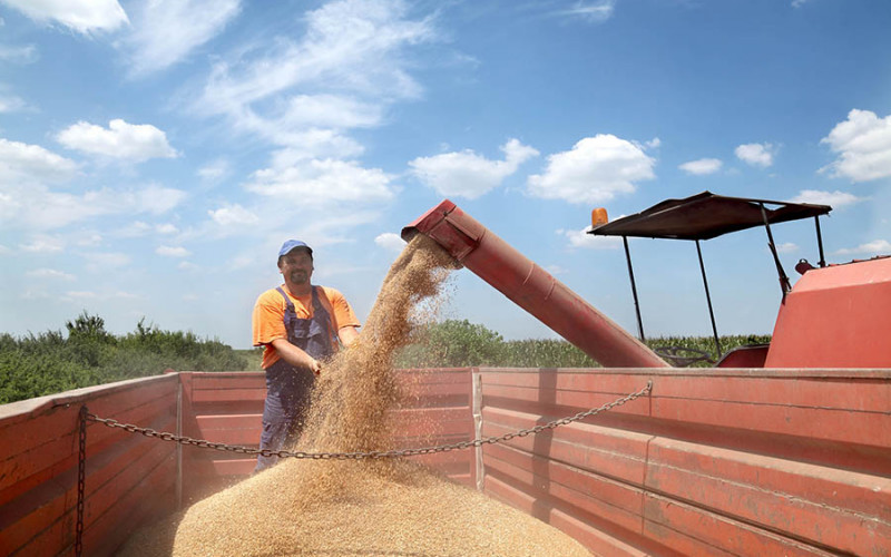 Mirjanić: Realno je da otkupna cijena pšenice bude 0,27-0,30 KM po kilogramu