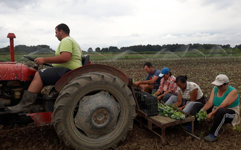 Zbog stalnih kiša upitan ostanak ljetine