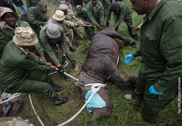 Od posledica napada lavova uginuo i poslednji crni nosorog