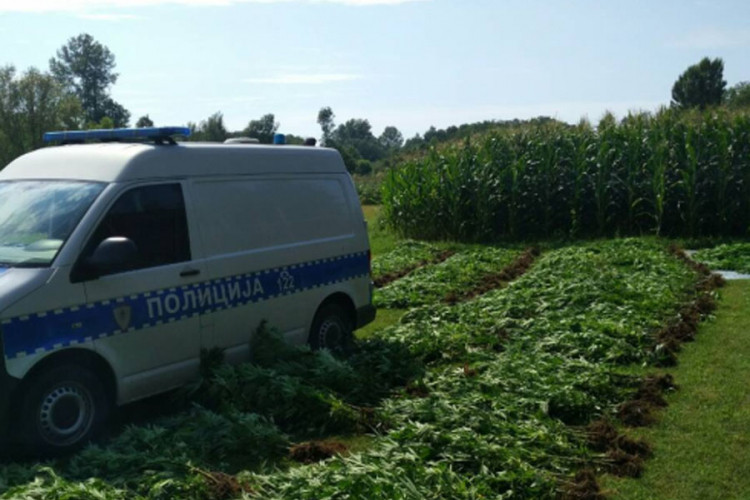 U Gradišci pronašli 1.083 stabljike indijske konoplje