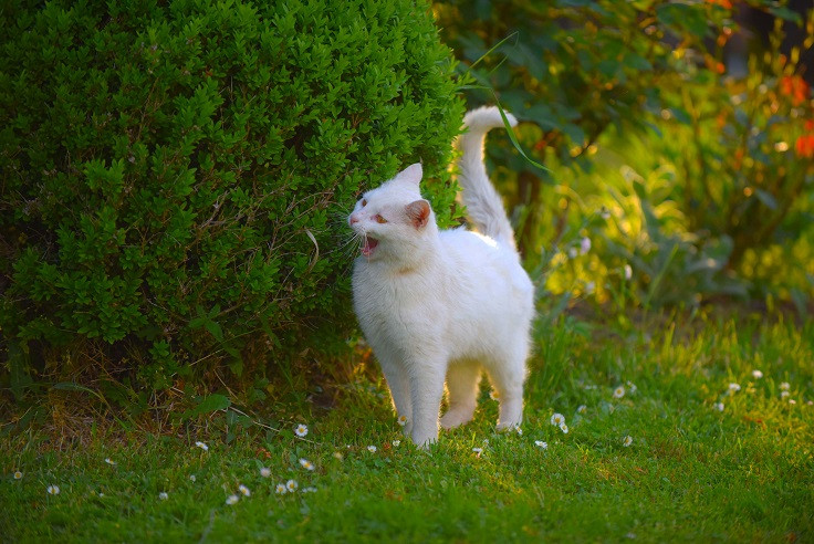 Svjetski dan mačaka: Posebno obratite pažnju na vaše ljubimce
