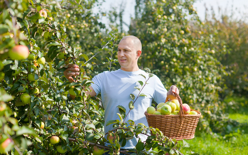 Zbog manjka ambalaže trećina voća može da propadne