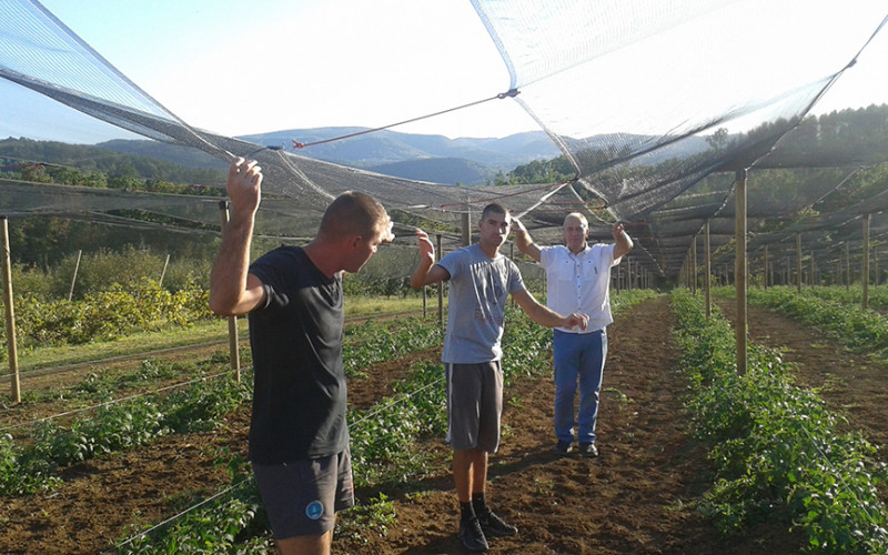 Semberci štite voće sa protivgradnim mrežama