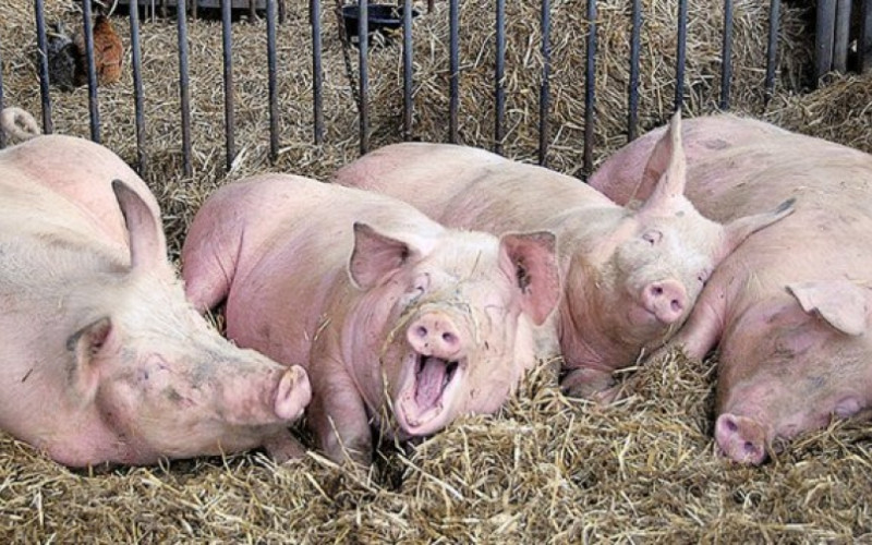 Utovljeni, a jeftini: U  RS 6.000 svinja viška