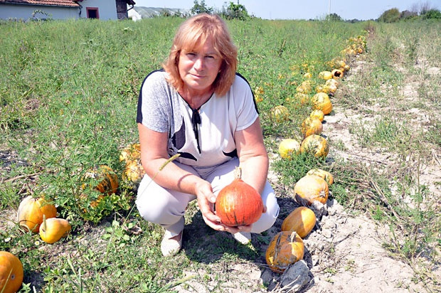 Sijerići najveći proizvođači bundeva u BiH