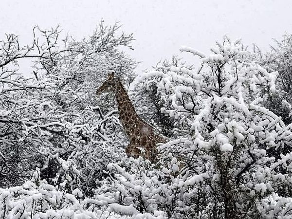 U Južnoafričkoj Republici pao snijeg