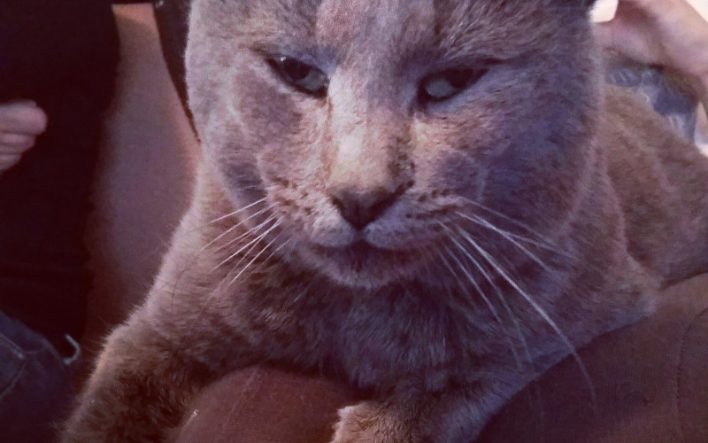 Ruska plava mačka: Najpoželjnija jednobojna pasmina