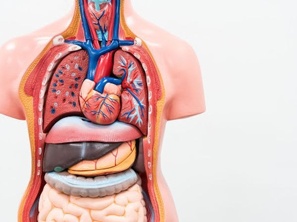7 dijelova ljudskog tijela koji su se nekada koristili kao lijek
