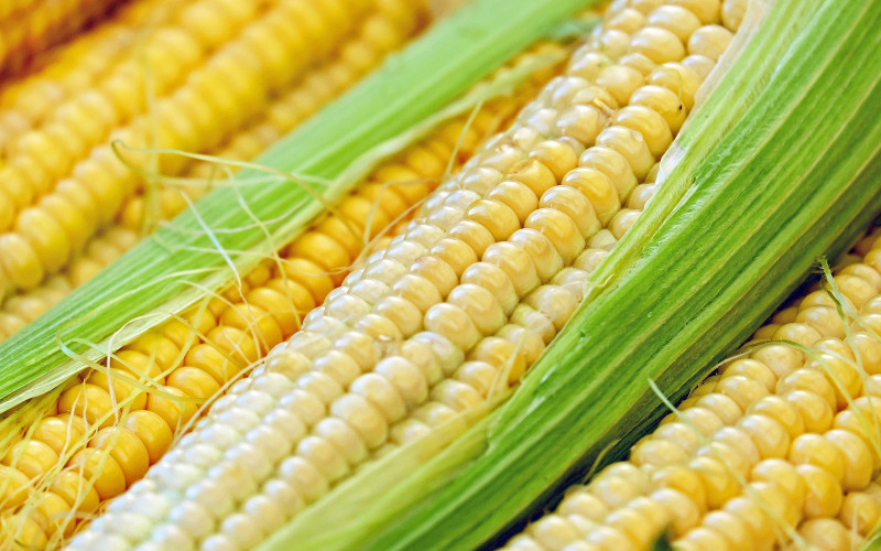 Pašalić: Dobar prinos i kvalitet kukuruza u Srpskoj