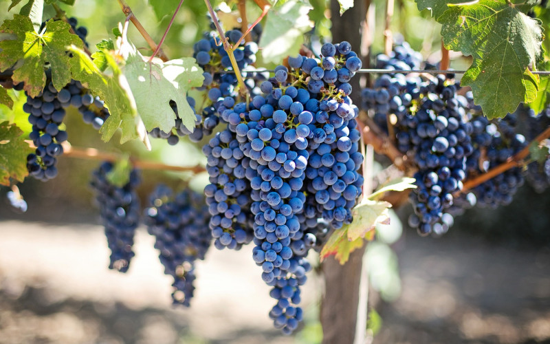 Zašto je grožđe tako dobro za zdravlje?