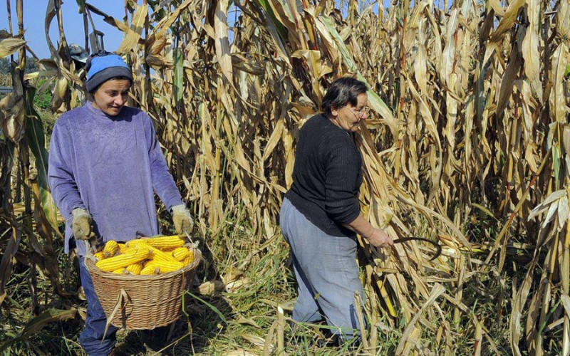 Kukuruz u Semberiji dobro rodio, ratari zadovoljni i kvalitetom