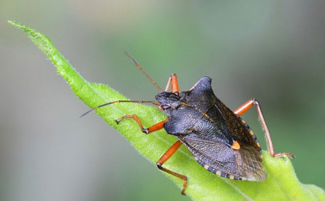 Kako da se riješite dosadnih smrdibuba?