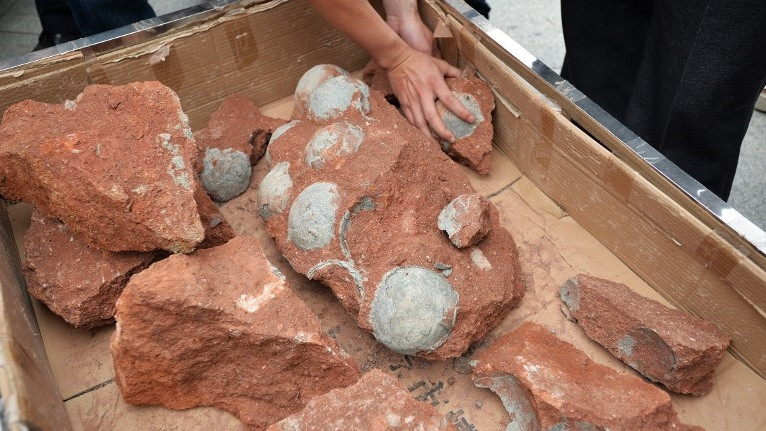 U Kini pronađena jaja dinosaurusa stara 80 miliona godina